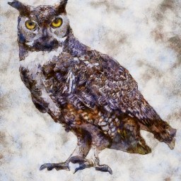 Introducing…Mister Owl