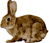 rabbit.png