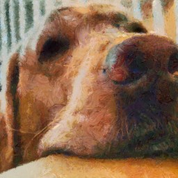 Dogs Teach Us Important Lessons Everyday