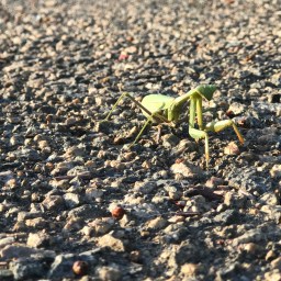 Met a praying mantis on Dog Walk