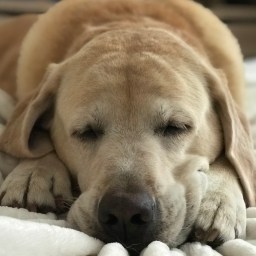 Another Nap After Walking