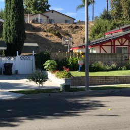 Find the Husky in this Photo!