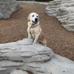Moby and Molly Exploring the Park