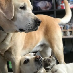 Moby and Molly Being Lazy at Home