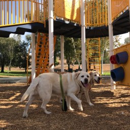 What? Why Are You on the Picnic Table, Moby?!