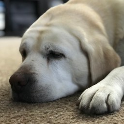 Where Sleeping Dogs Lie