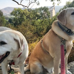 Perfect Dog Walking Weather