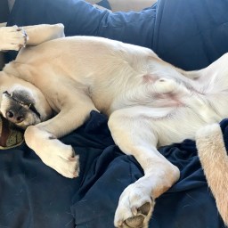 Moby Sleeping in Funny Positions