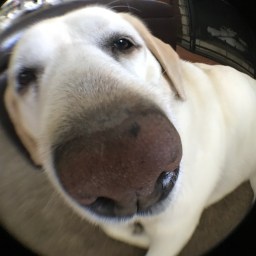 Time for Molly to go Home