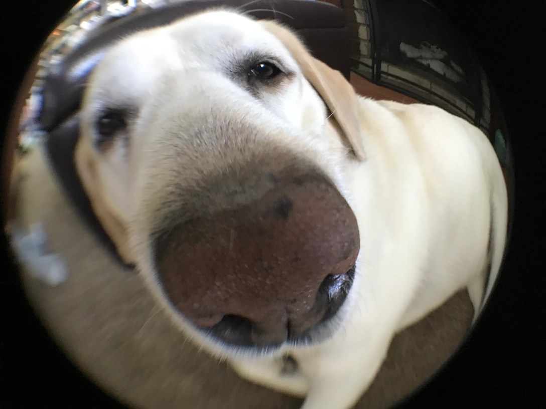 6EF11A55-17B7-458A-9FAE-4B8F966D41C0