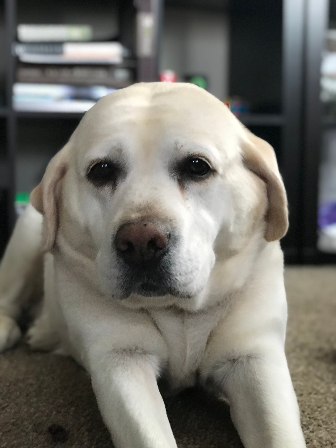 EC4D8676-E9FD-4FB7-9737-13ED27DEE1E3