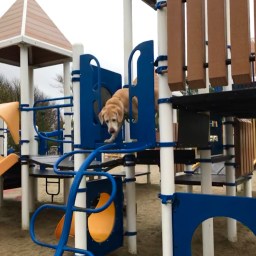 Moby’s Rainy Day Adventure