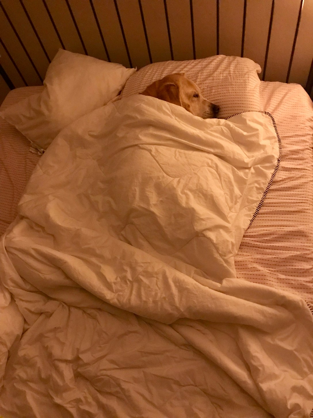 932B69AF-D417-4510-86CF-2074D4113CA0