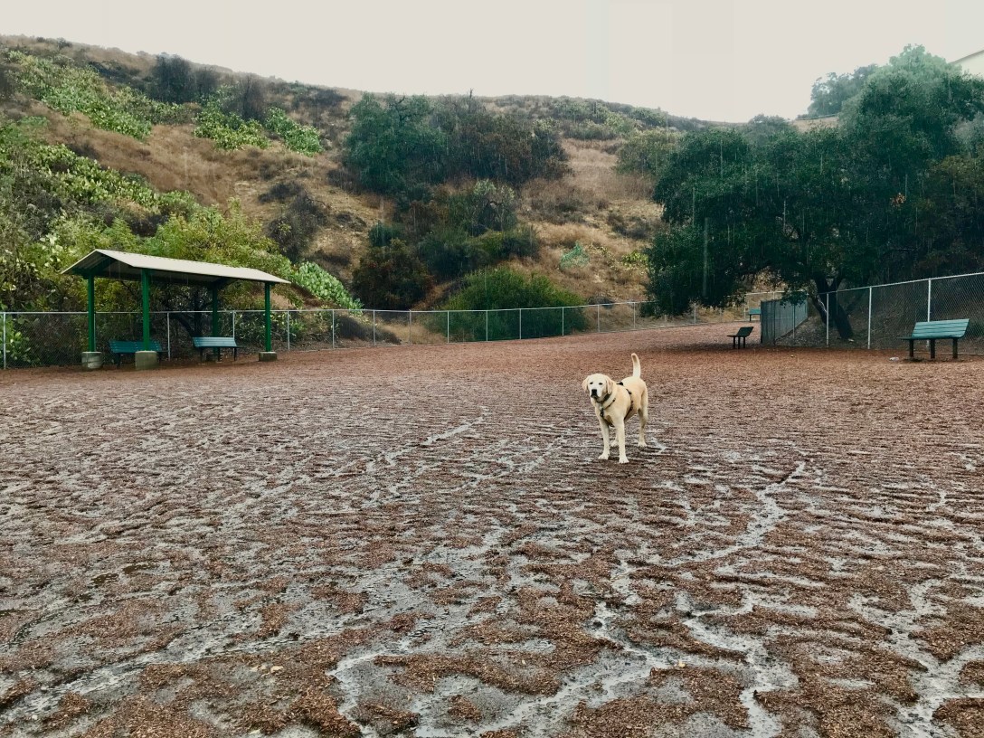 D1E5F076-EE97-4BCD-8D09-206CB1F18FE1