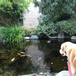 Two of Labrador Retrievers’ Faves