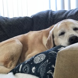 a Comfy Moby is a Good Doggy