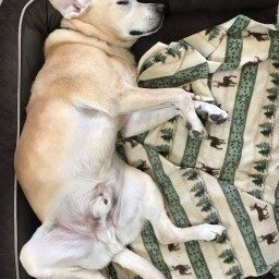 Swim all day, sleep all day