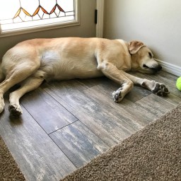 Moby’s Too Tired to Play Fetch