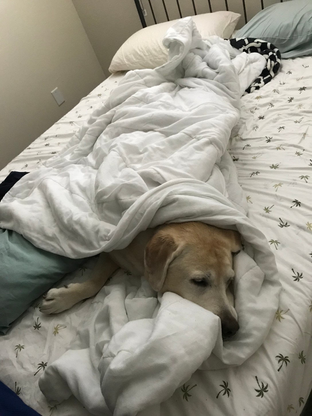 c701e9f4-3498-46a3-b6bf-f2f42310f895