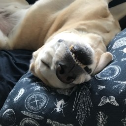 Leave Me Alone, I’m Sleeping!