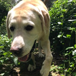 Moby’s Secret Jungle