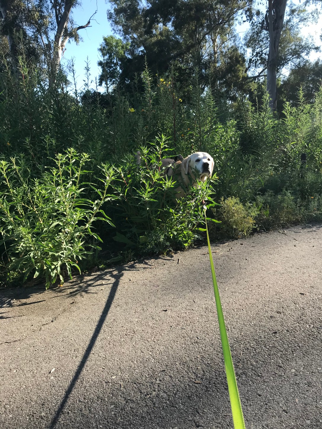 DBE94C50-E19F-4B8A-8474-593AA089AED7