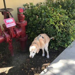 Big Bush, I Declare You Mine