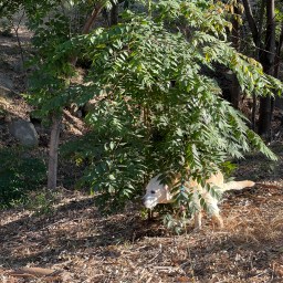 What we do in bushes…stays in bushes