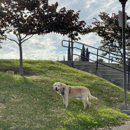 Moby’s Morning Walk
