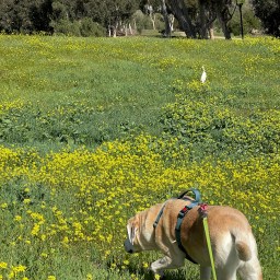 Flowers Abloom Spring is Almost Here