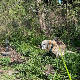 Moby in  the  Spring